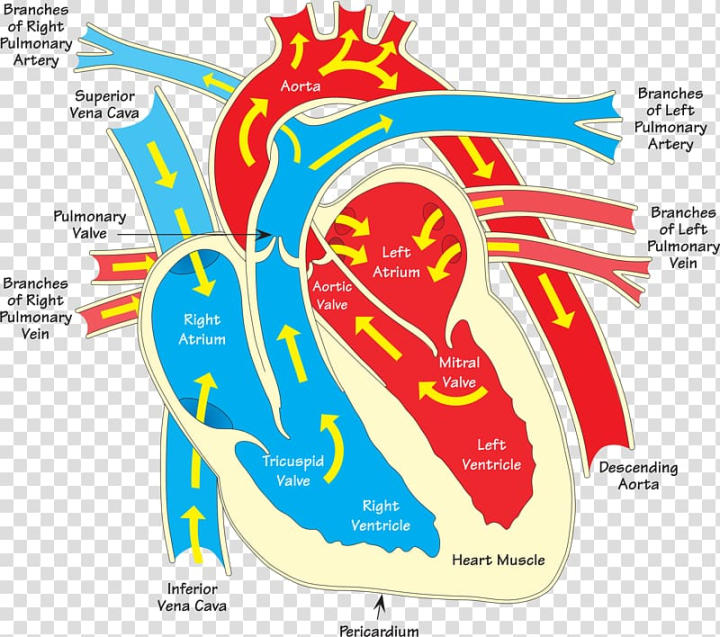 pulmonary veins clipart