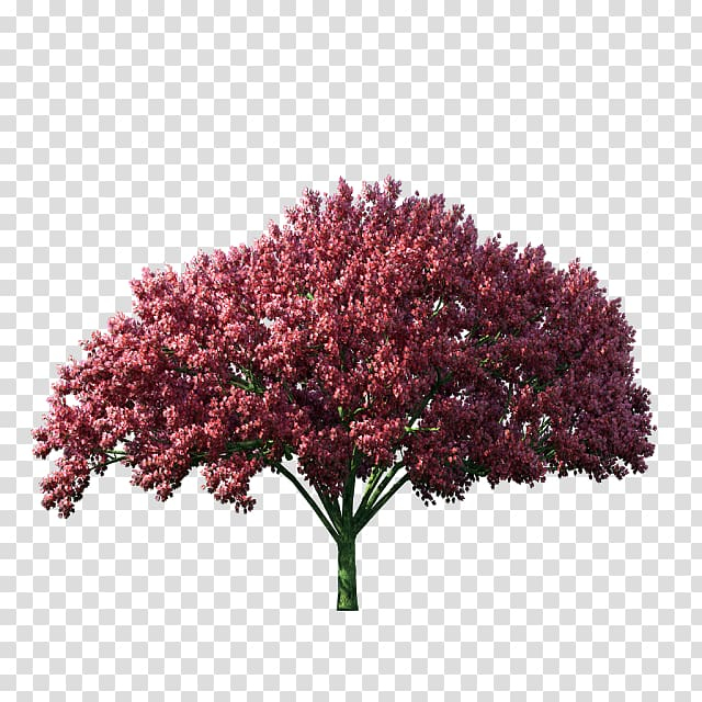Tree PNG Images  Free PNG Vector Graphics, Effects & Backgrounds