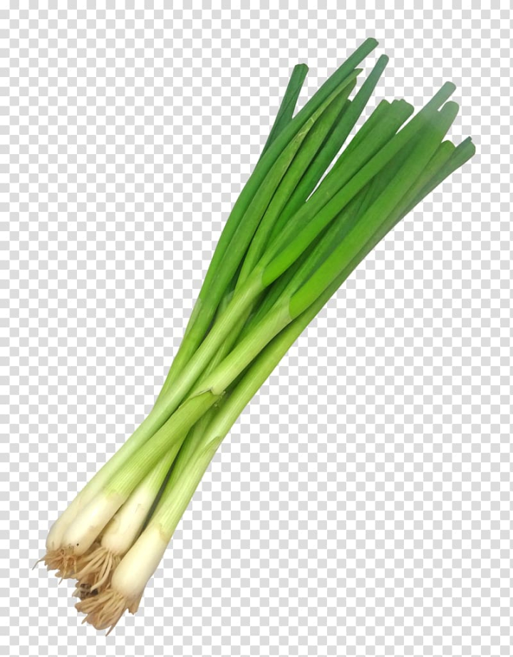 onions,soup,food,plant stem,grass,onion,leek,spring,easy,food  drinks,spring onion,cabbage soup,salt,salad,commodity,easy peasy,ingredient,health,green goddess dressing,egg,welsh onion,omelette,breakfast,tabbouleh,vegetable,scallion,png clipart,free png,transparent background,free clipart,clip art,free download,png,comhiclipart