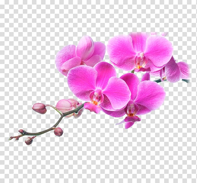 moth,orchids,flower,pink,plants,white,violet,branch,color,magenta,lilac,ветви,substrate,yellow,blossom,орхидея,розовая орхидея,розовый,plant,flowering plant,fototapet,garden roses,moth orchid,moth orchids,nature,orchid,petal,цветы орхидеи,png clipart,free png,transparent background,free clipart,clip art,free download,png,comhiclipart