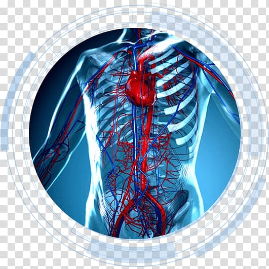 circulatory,system,heart,anatomy,human,body,cardiovascular,disease,food,medical,lung,electric blue,human body,physiology,cardiac muscle,therapy,organism,objects,blood,circulation,human physiology,cardiology,cardiovascular disease,circulatory system,vascular surgery,png clipart,free png,transparent background,free clipart,clip art,free download,png,comhiclipart