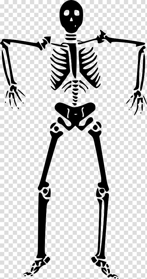 graphics,human,skeleton,bone,monochrome,fictional character,anatomy,silhouette,black,human body,drawing,male,monochrome photography,organism,area,skull,tree,line art,line,joint,fantasy,halloween,halloween skeleton,black and white,human behavior,artwork,human skeleton,скелет,png clipart,free png,transparent background,free clipart,clip art,free download,png,comhiclipart