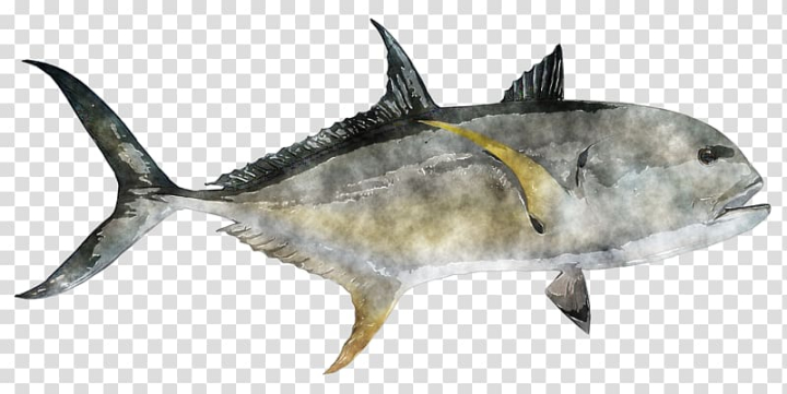 thunnus,swordfish,watercolor,painting,shark,oily,fish,watercolor painting,seafood,others,fauna,fish products,tail,bony fish,marine biology,tuna,requiem shark,perch like fish,fin,organism,oily fish,milkfish,mermaid,png clipart,free png,transparent background,free clipart,clip art,free download,png,comhiclipart