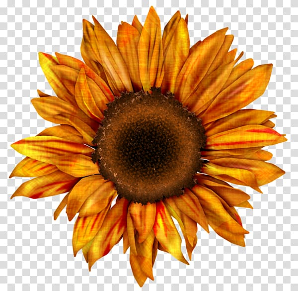 common,sunflower,drawing,red,karma,decoupage,others,sunflower seed,flower,desktop wallpaper,painting,daisy family,petal,red sunflower,seed,flowering plant,flower bouquet,computer icons,common sunflower,closeup,autumn,png clipart,free png,transparent background,free clipart,clip art,free download,png,comhiclipart