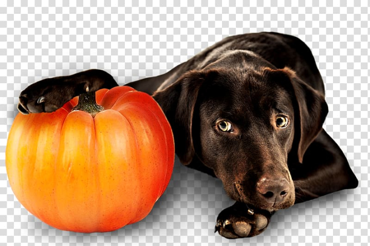 pumpkin,png,comhiclipart,dog,breed,puppy,labrador,retriever,pet,animals,dog like mammal,dog breed,companion dog,snout