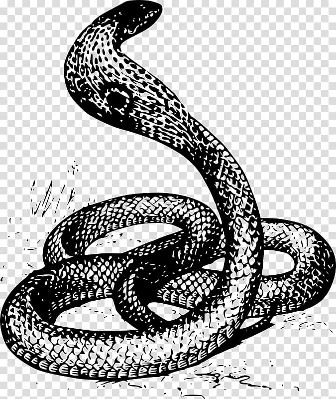 Cartoon snake drawing stock vector. Illustration of exotic - 193037087