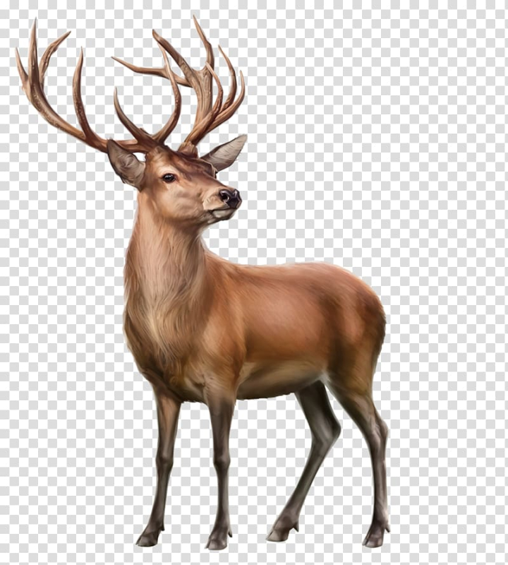 elk,reindeer,animal,deer,antler,mammal,animals,fauna,wildlife,terrestrial animal,liveinternet,whitetailed deer,white tailed deer,verymany,user,teddy bear,stuffed animals  cuddly toys,stock photography,paper,horn,picsart photo studio,png clipart,free png,transparent background,free clipart,clip art,free download,png,comhiclipart