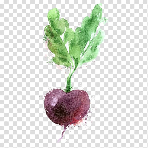watercolor,painting,logo,design,watercolor painting,food,heart,royaltyfree,radish,fruit,vegetables,graphic designer,beetroot,vector logo,drawing,draw,common beet,vegetable,beet,png clipart,free png,transparent background,free clipart,clip art,free download,png,comhiclipart