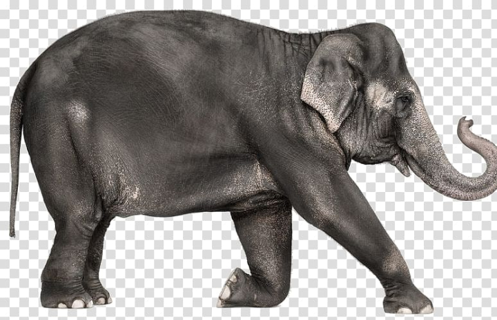 Free: African elephant Indian elephant Creature, Elephant Elephant  transparent background PNG clipart 