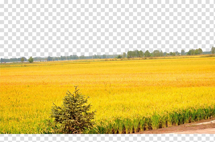 zhaodongzhen,uuecueued,public,security,bureau,paddy,field,uudde,golden frame,natural,harvest,grass,agriculture,encapsulated postscript,farm,rice,fields,crop,golden background,canola,rapeseed,prose,prairie,seedling,sky,soccer field,u9285u5dde,wheat,yellow,plant,plain,brassica,football field,golden ribbon,grass family,green,green rice fields,heilongjiang,meadow,mustard and cabbage family,mustard plant,nature,autumn,zhaodong,public security bureau,paddy field,golden,png clipart,free png,transparent background,free clipart,clip art,free download,png,comhiclipart