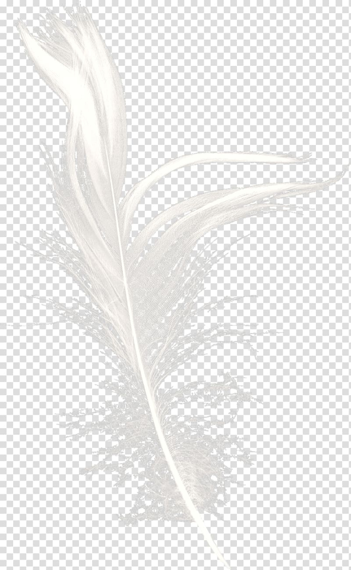 Free: White Feather Black Pattern, White Feather Dream transparent background  PNG clipart 
