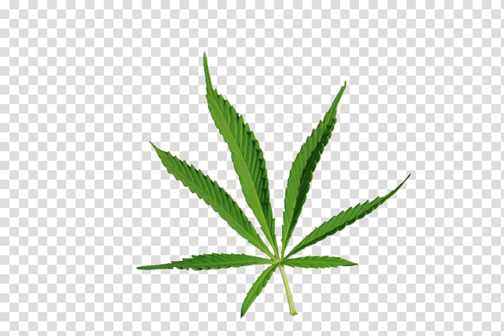 cannabis,drug,leaves,watercolor leaves,leaf,natural,grass,banana leaves,fall leaves,leaves pattern,palm leaves,hemp family,in kind,herbs,narcotics,plant,pattern,line,leaving,tree,nature,marijuana,kind,autumn leaves,cannabaceae,cannabis leaves,drawing,graphics,green,hemp,hemp leaves,autumn leaf color,weeds,cannabis drug,narcotic,png clipart,free png,transparent background,free clipart,clip art,free download,png,comhiclipart