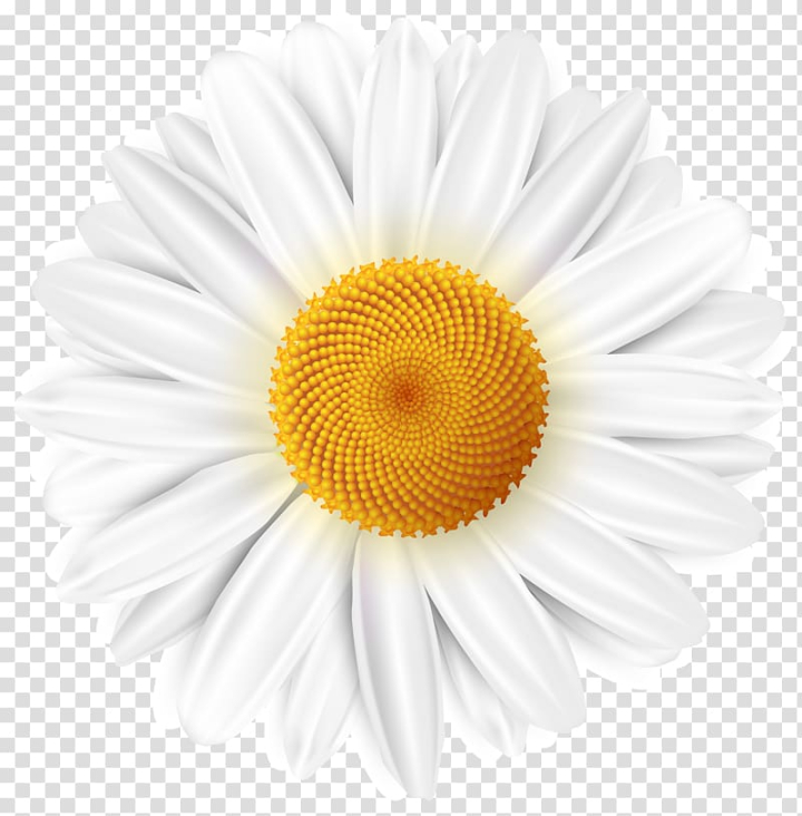 common,daisy,white,cdr,sunflower,flower,chamomile,desktop wallpaper,flowers,daisy family,petal,gerbera,oxeye daisy,flowering plant,drawing,cut flowers,closeup,chrysanths,yellow,common daisy,art - white,white daisy,png clipart,free png,transparent background,free clipart,clip art,free download,png,comhiclipart