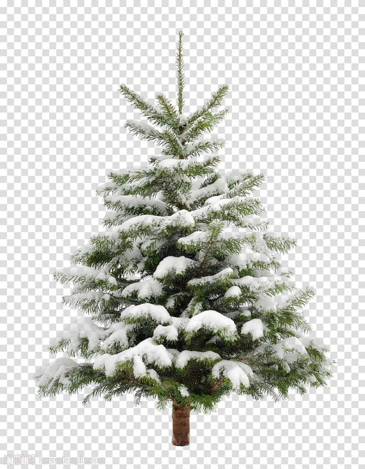 Christmas Tree Branches PNG Transparent Images Free Download