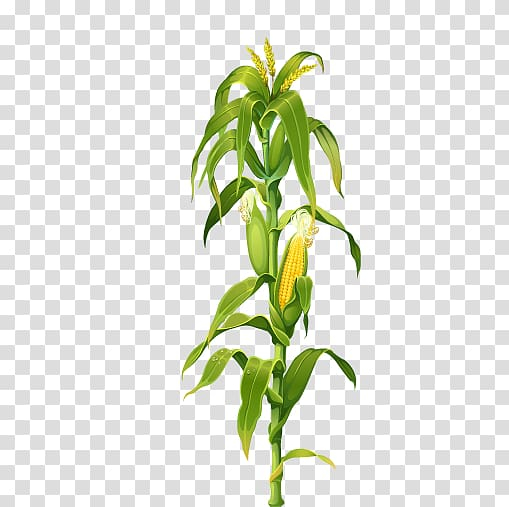 Maize diagram  Maize diagram for crop illustration Photo b  Flickr