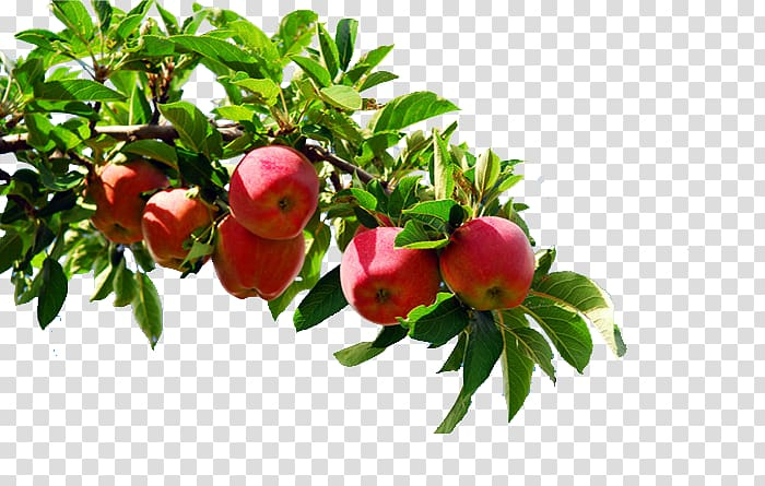 apple,tree,template,food,tree branch,branch,palm tree,pine tree,flower,encapsulated postscript,fruit,fruit  nut,fundal,family tree,pomegranate,plant,flowering plant,floral design,aksu,aksu apple,apple fruit,auglis,autumn tree,branches,christmas tree,dots per inch,adobe illustrator,software,apple tree,apples,png clipart,free png,transparent background,free clipart,clip art,free download,png,comhiclipart