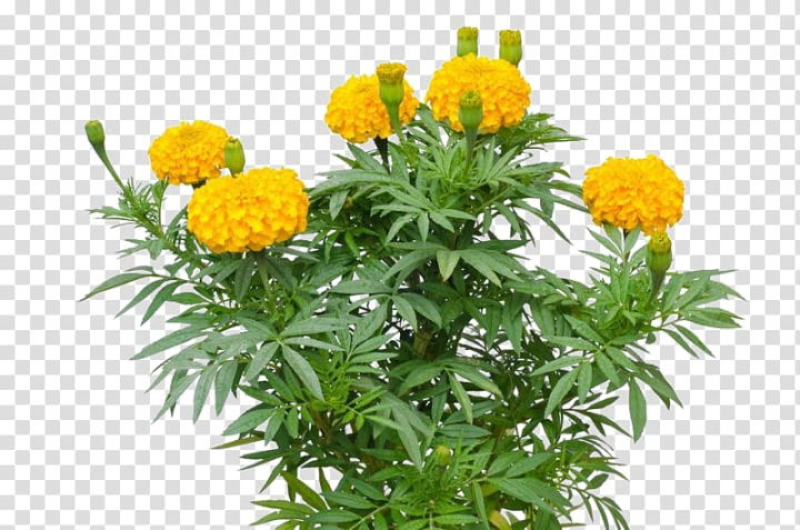 mexican,marigold,tagetes,lucida,sunflower,flower,herbaceous plant,leaf,annual plant,flowers,daisy family,stock photography,watercolor flower,plant,pink flower,watercolor flowers,nature,bud,chrysanthemum,flowerpot,flowering plant,flower vector,flower pattern,flower bouquet,yellow,mexican marigold,tagetes lucida,mexican sunflower,png clipart,free png,transparent background,free clipart,clip art,free download,png,comhiclipart