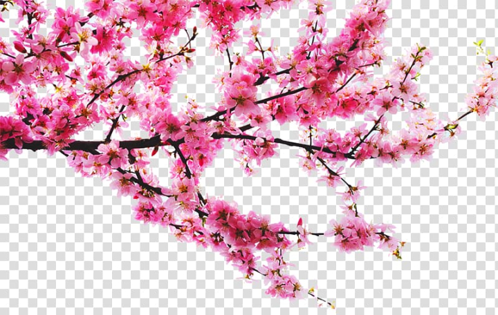 peach,tree,branches,tree branch,branch,palm tree,pine tree,twig,flower,fruit  nut,spring,family tree,pink,pixel,upload,plant,raster graphics,autumn tree,petal,blossom,cherry blossom,christmas tree,flowering plant,installation,peach blossom,watermark,peach tree,cherry,png clipart,free png,transparent background,free clipart,clip art,free download,png,comhiclipart