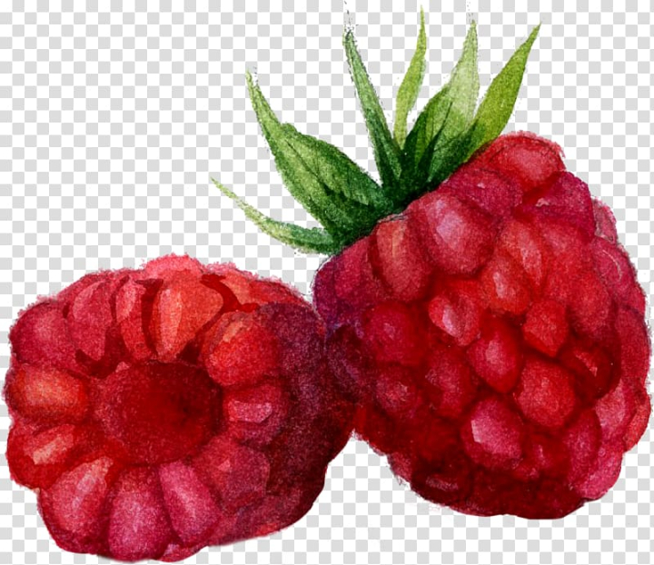 watercolor,painting,mxfbre,natural foods,blue,frutti di bosco,painted,food,strawberries,hand,color,cartoon,fruit,fruit  nut,superfood,raspberry lemonade,strawberry,raspberry juice,raspberry logo,raspberry pi,red,rgb color model,tayberry,raspberry fruit,raspberries draw,auglis,berry,blackberry,boysenberry,cranberry,hand painted,local food,loganberry,accessory fruit,raspberries,raspberries blackberries and dewberries,west indian raspberry,watercolor painting,raspberry,png clipart,free png,transparent background,free clipart,clip art,free download,png,comhiclipart