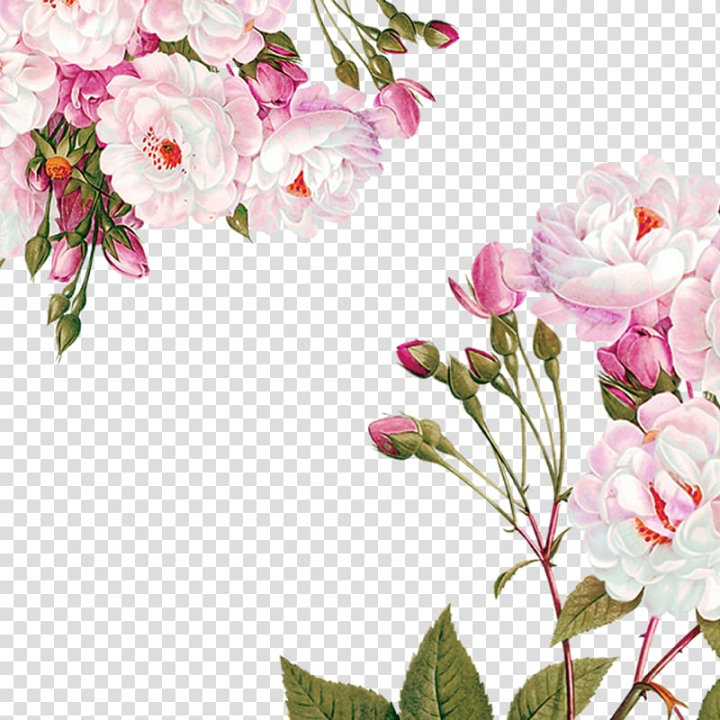 centifolia,roses,paper,flower,garden,decoration,material,flower arranging,plate,fashion,branch,design,rose order,peony,spring,romantic,flower sea,petal,pattern,pink,pink flower,watercolor flower,rosa centifolia,plant,rose family,printing,rose,watercolor flowers,gift,beautiful flowers,birthday,blossom,childrens party,cut flowers,decorate,decorative patterns,disposable,easter,floral design,floristry,flower pattern,flower vector,flowering plant,flower bouquet,baby shower,paper flower,flower garden,garden roses,party,flowers,illustration,png clipart,free png,transparent background,free clipart,clip art,free download,png,comhiclipart