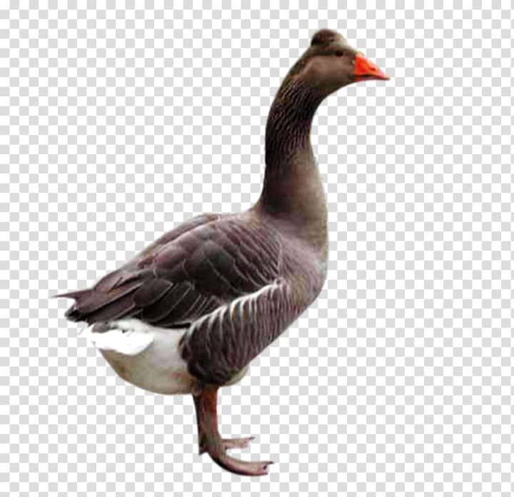 domestic,goose,black,black hair,animals,black white,fauna,encapsulated postscript,animal,feather,black friday,ducks geese and swans,fowl,anatidae,livestock,poultry,water bird,background black,beak,black background,black board,black swan,branta,croaking,waterfowl,domestic goose,duck,bird,black goose,png clipart,free png,transparent background,free clipart,clip art,free download,png,comhiclipart