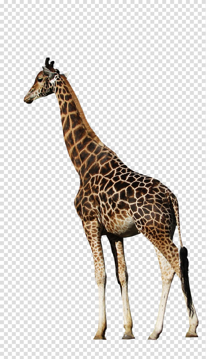 Free: Northern giraffe Animal , animal transparent background PNG clipart -  