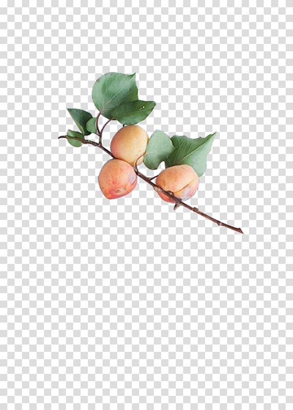 food,branch,fruit  nut,watercolor peach,peach petals,peaches,pink,auglis,pink peach vector free png and vectorundefined,peach flowers,peach flower,peach blossom,euclidean vector,fruit,peach,gratis,yellow,png clipart,free png,transparent background,free clipart,clip art,free download,png,comhiclipart