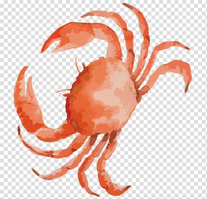 dungeness,crab,drawing,crabs,material,food,crustacean,animals,orange,happy birthday vector images,cartoon,drawing vector,animal source foods,chinese mitten crab,hand draw,materials,octopus,decapoda,organism,pencil drawing,architectural drawing,vector crab,material vector,line,invertebrate,draw,crabs vector,element,euclidean vector,hand drawing,watercolor crab,dungeness crab,seafood,vector drawing,illustration,png clipart,free png,transparent background,free clipart,clip art,free download,png,comhiclipart