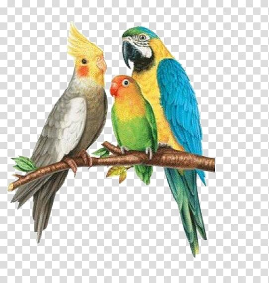 rosy,faced,lovebird,parrot,painted,animals,hand,pet,parakeet,fauna,cartoon,cage,bird,feather,common pet parakeet,perico,true macaws,watercolor parrot,parrot decoration,parrot illustration,pirate parrot,rosyfaced lovebird,turquoisefronted amazon,true parrot,macaw,beak,birds,cockatiel,creative,domestic canary,flying parrot,grey parrot,hand painted,white parrot,rosy-faced lovebird,parrots,budgerigar,cockatoo,png clipart,free png,transparent background,free clipart,clip art,free download,png,comhiclipart