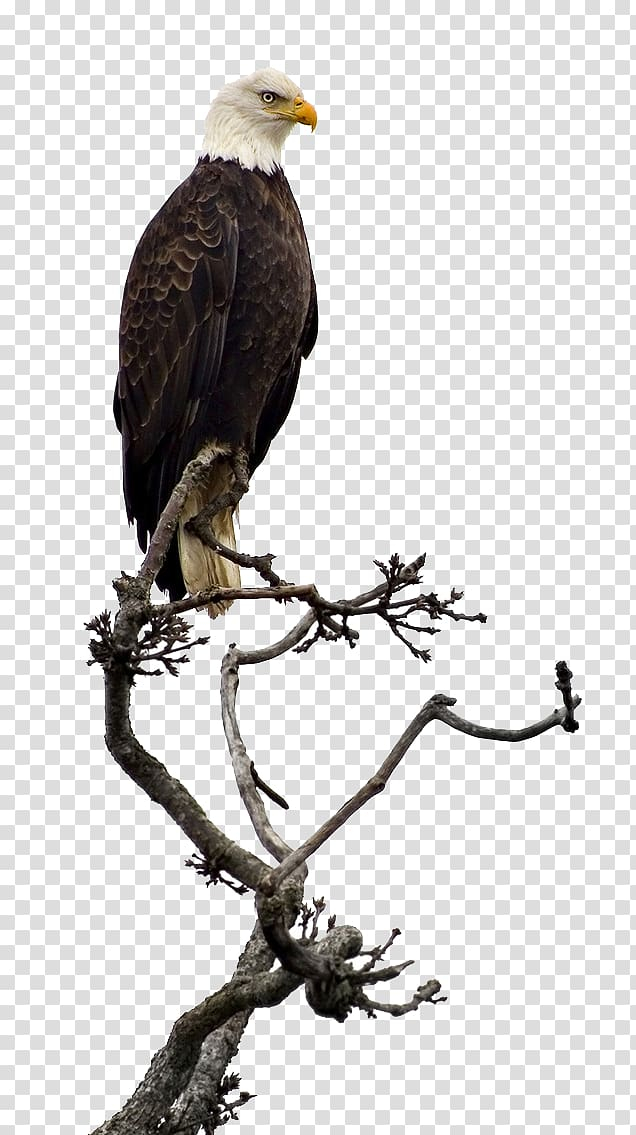 bald,eagle,black,hawks,black hair,animals,black white,branch,fauna,head,encapsulated postscript,animal,bird,vulture,black friday,eagle head,sea eagle,background black,hawk,golden eagle,beak,bird of prey,computer icons,branches,black background,black board,accipitriformes,bald eagle,stock photography,white,tree,png clipart,free png,transparent background,free clipart,clip art,free download,png,comhiclipart