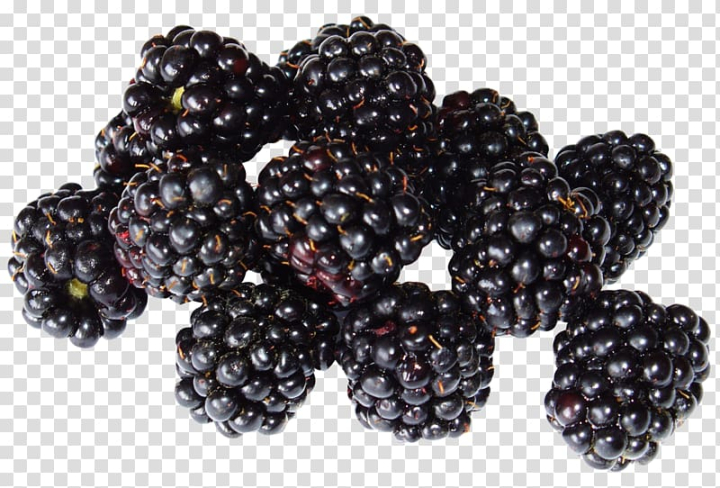 black,raspberry,frutti di bosco,food,blueberry,superfood,loganberry,plant,produce,red mulberry,rubus,fruits,berry,blackberry png,boysenberry,bramble,cranberry,download  with transparent background,free,tayberry,smoothie,blackberry,fruit,black raspberry,png clipart,free png,transparent background,free clipart,clip art,free download,png,comhiclipart