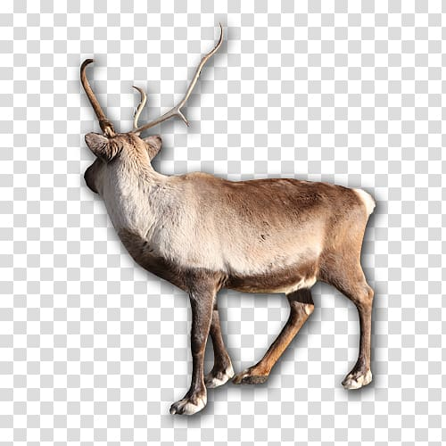 caribou animal clipart free