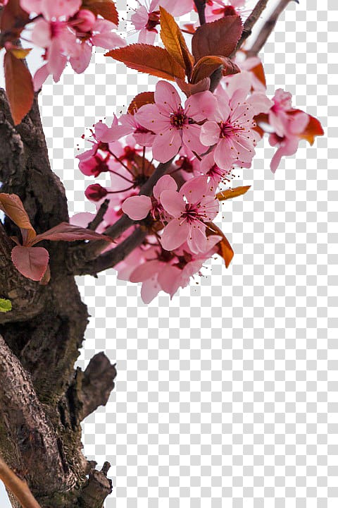 almond,blossoms,xchng,peach,tree,branches,next,tree branch,branch,palm tree,twig,pine tree,march,fruit  nut,cherry,spring,family tree,pink,pixabay,pixel,plant,stockxchng,trees,petal,peach blossom,amygdaloideae,autumn tree,blossom,cherry blossom,christmas tree,fruit tree,nut,walnut,almond blossoms,flower,stock.xchng,peach tree,png clipart,free png,transparent background,free clipart,clip art,free download,png,comhiclipart