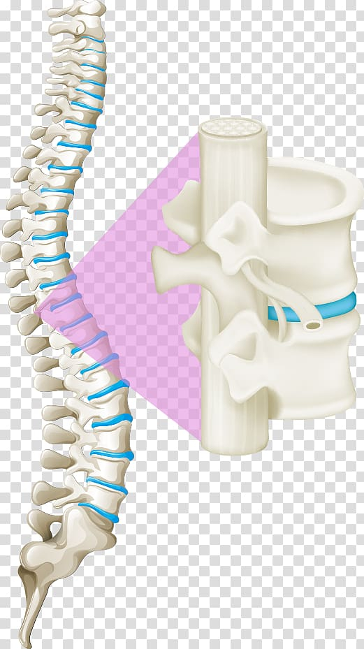 Free: White spinal cord illustration, Back pain Vertebral column Human back Spinal  cord, white bones of the spine transparent background PNG clipart 
