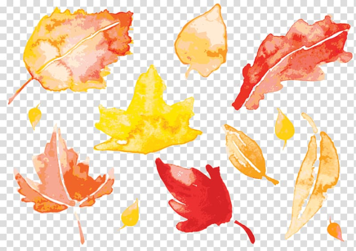 autumn,leaves,watercolor,painting,watercolor leaves,maple leaf,orange,happy birthday vector images,fall leaves,cartoon,watercolor background,watercolor flower,watercolor flowers,fall,autumn leaf color,tree,petal,pattern,autumn leaves,watercolor painting,leaf,assorted,png clipart,free png,transparent background,free clipart,clip art,free download,png,comhiclipart