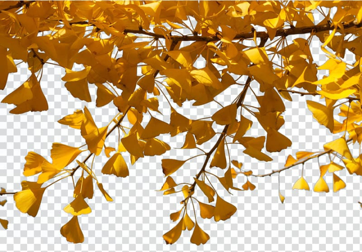 Free: Ginkgo biloba Twig Tree, Ginkgo Tree transparent background