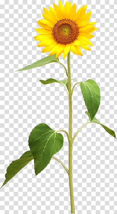 common,sunflower,plant,stem,sunflower seed,flower,royaltyfree,flowers,daisy family,sunflower oil,sunflowers,sunflower watercolor,watercolor sunflower,seeds,sunflower seeds,watercolor sunflowers,sunflower border,asterales,petal,flowering plant,banco de imagens,yellow,common sunflower,plant stem,stock photography,illustration,png clipart,free png,transparent background,free clipart,clip art,free download,png,comhiclipart