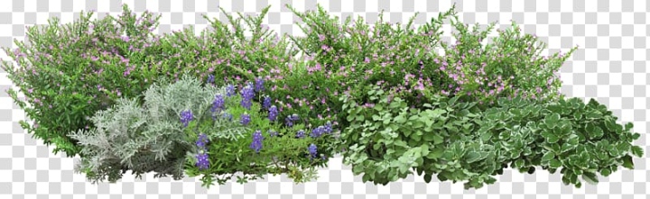 flowers,green,plants,leaf,plant stem,flower garden,lawn,flower,greenhouse,grow light,plant,watercolor flower,trees,lightemitting diode,nature,shrub,potted,pink flower,lavender,houseplant,bonsai,flora,floral design,flower bouquet,flower pattern,flower vector,flowerpot,flowers and trees,grass family,bench,herb,watercolor flowers,angels,garden,tree,grass,png clipart,free png,transparent background,free clipart,clip art,free download,png,comhiclipart