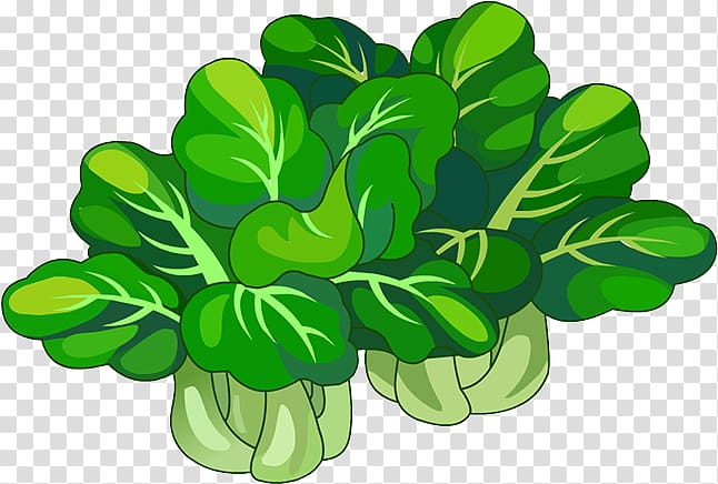 chinese,cabbage,leaf,vegetable,napa,food,chinese style,plant stem,grass,vegetables,chinese lantern,chinese new year 2018,tree,shamrock,plant,chinese border,chinese dragon,kale,green,chinese new year,euclidean vector,chou,brassica oleracea,chinese cabbage,leaf vegetable,napa cabbage,png clipart,free png,transparent background,free clipart,clip art,free download,png,comhiclipart