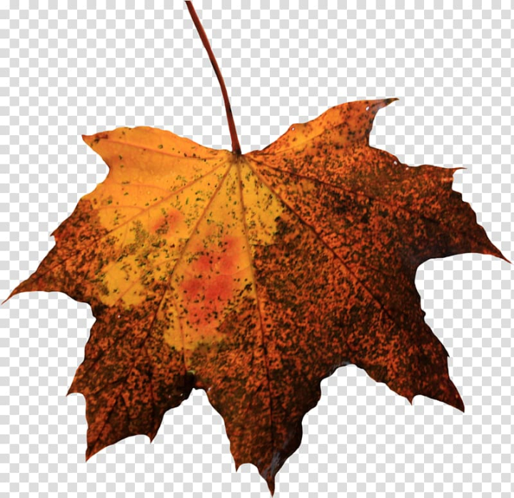 leaf,file,formats,image file formats,maple leaf,plant,nature,microsoft word,maple tree,autumn,image resolution,display resolution,tree,png clipart,free png,transparent background,free clipart,clip art,free download,png,comhiclipart