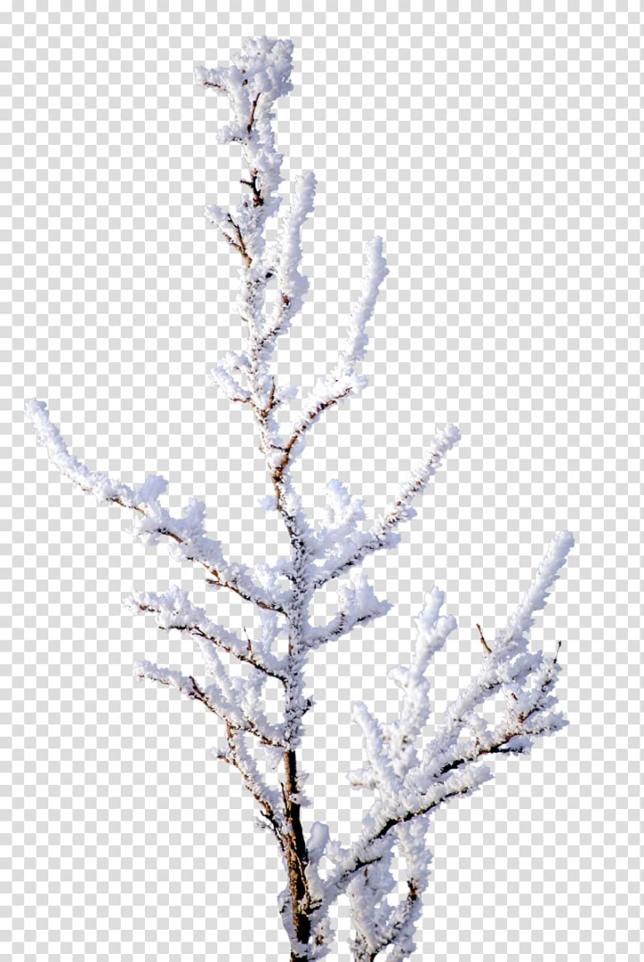 snow,white,winter,black white,branch,twig,cartoon,decoration,white smoke,white flower,white background,tree,snowflake,snow flakes,branches,snow background,pixel,lavender,snow falling,snow white,png clipart,free png,transparent background,free clipart,clip art,free download,png,comhiclipart