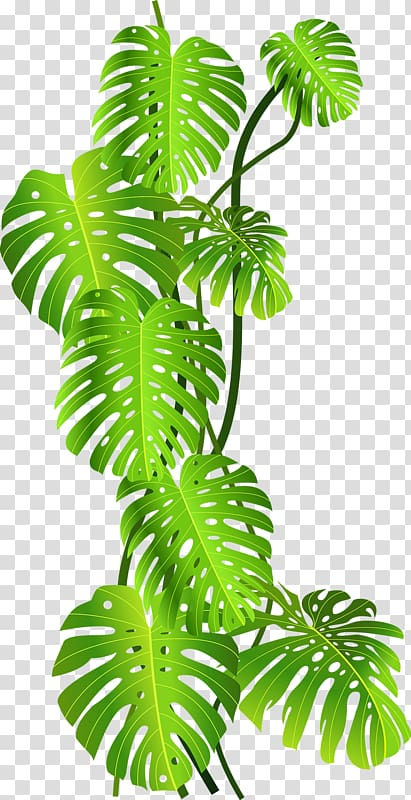 Free: Green leafed plant , Tropics Jungle Tropical rainforest , Green  coconut leaves transparent background PNG clipart 