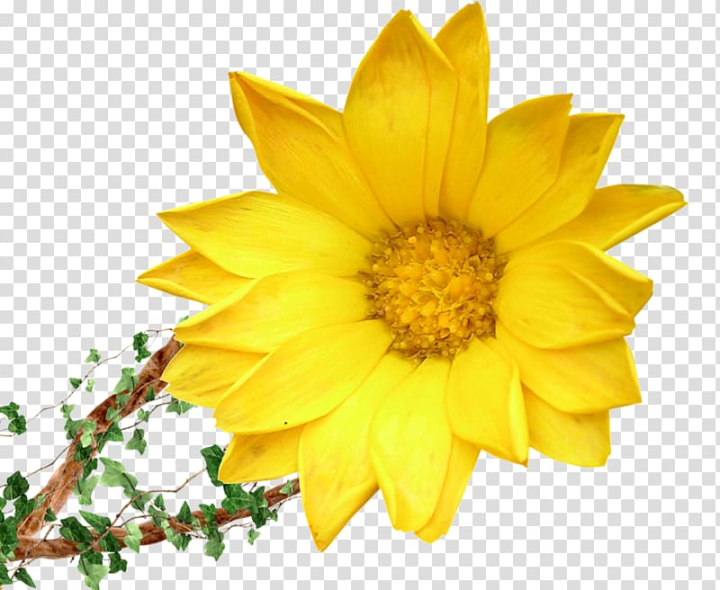 flower,bouquet,sunflower,pin,plant stem,sunflower seed,flowers,sunflower vector,daisy family,sunflowers,sunflower oil,sunflower watercolor,watercolor sunflower,vines,sunflower seeds,watercolor sunflowers,sunflower border,royal blue,blossom,chrysanths,common sunflower,flowering plant,petal,plant,arumlily,flower bouquet,yellow,floristry,png clipart,free png,transparent background,free clipart,clip art,free download,png,comhiclipart