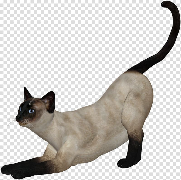 siamese,cat,tonkinese,domestic,short,haired,white,mammal,animals,cat like mammal,carnivoran,black white,fauna,cartoon,tail,snout,encapsulated postscript,whiskers,small to medium sized cats,congenital sensorineural deafness in cats,white background,white flower,background white,white light,burmese,domestic shorthaired cat,domestic short haired cat,white smoke,siamese cat,tonkinese cat,kitten,domestic short-haired cat,white cat,png clipart,free png,transparent background,free clipart,clip art,free download,png,comhiclipart