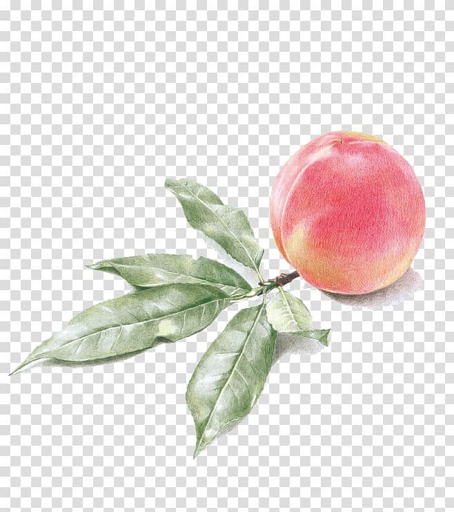 watercolor,painting,painted,food,leaf,hand,cartoon,fruit,fruit  nut,peach petals,watercolor peach,peach fruit,hand painted,peaches,auglis,peach flowers,peach flower,peach blossom,apple,drawing,watercolor painting,peach,png clipart,free png,transparent background,free clipart,clip art,free download,png,comhiclipart