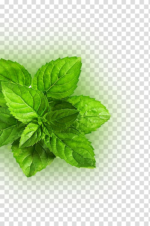 mentha,spicata,mint,leaves,watercolor leaves,food,banana leaves,fall leaves,leaves pattern,palm leaves,seed,plant,flavor,nature,leaving,basil,fresh mint leaves,herbalism,green leaves,autumn leaves,peppermint,mentha spicata,leaf,green,herb,fresh,mint leaves,png clipart,free png,transparent background,free clipart,clip art,free download,png,comhiclipart