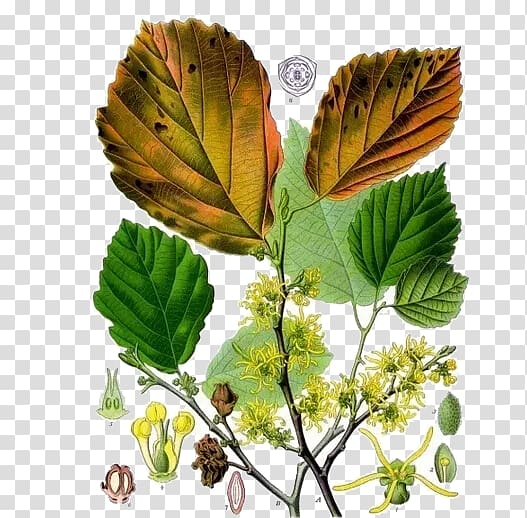 united,states,hamamelis,virginiana,vernalis,witch,hazel,leaf,maple leaf,branch,flower,leaf border,deciduous,autumn leaf,leafs,seed,product kind,small,small trees,stamen,tea leaf,tree,trees,plant,palm leaf,astringent,extract,fantasy,green,green leaf,hamamelidaceae,kind,leaf and petals,angiosperms,organism,witchhazel,united states,hamamelis virginiana,hamamelis vernalis,witch hazel,shrub,png clipart,free png,transparent background,free clipart,clip art,free download,png,comhiclipart