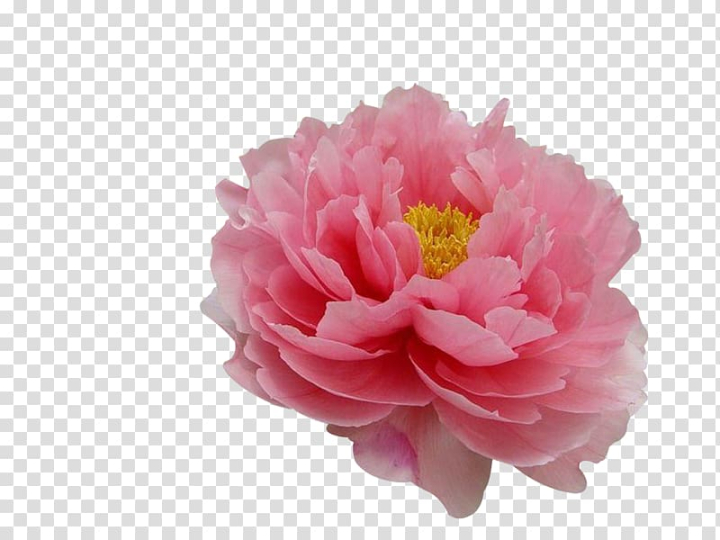 moutan,herbaceous plant,artificial flower,flower garden,material,magenta,peony flower,flowers,dahlia,vector peony flower,pink flowers,pink peony,pink peony flower,plant,pink,rosa centifolia,rose,watercolor peony,white peony,rose family,symbol,tree peonies,tree peony,watercolor peonies,pictures,petal,carnation,cut flowers,floral emblem,floristry,flower bouquet,flowering plant,flowers pictures,moutan peony,nature,paeonia coral charm,paeonia lactiflora,peach,peonies,peony material,camellia,flower,tree,paeonia,coral,charm,peony,illustration,png clipart,free png,transparent background,free clipart,clip art,free download,png,comhiclipart