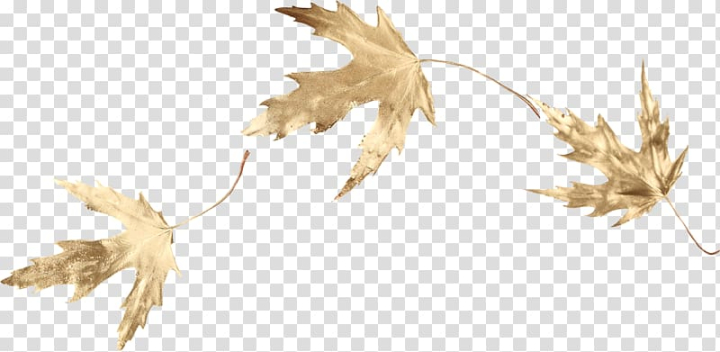 maple,leaf,gold,branch,grass,plant stem,twig,gold label,gold frame,plant,tree,wing,leaf and petals,autumn,jewelry,blog,commodity,gold border,gold medal,grass family,gratis,green leaf,world wide web,maple leaf,gold leaf,png clipart,free png,transparent background,free clipart,clip art,free download,png,comhiclipart