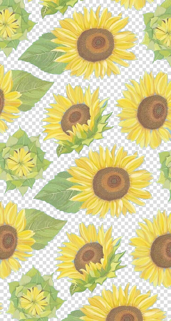 common,sunflower,yellow,flower arranging,sunflower seed,flower,flowers,daisy family,sunflowers,watercolor sunflower,sunflower watercolor,wallpapers,watercolor sunflowers,sunflower border,ppt,petal,flowering plant,floristry,floral design,designer,computer monitor,common sunflower,yellow wallpaper,png clipart,free png,transparent background,free clipart,clip art,free download,png,comhiclipart